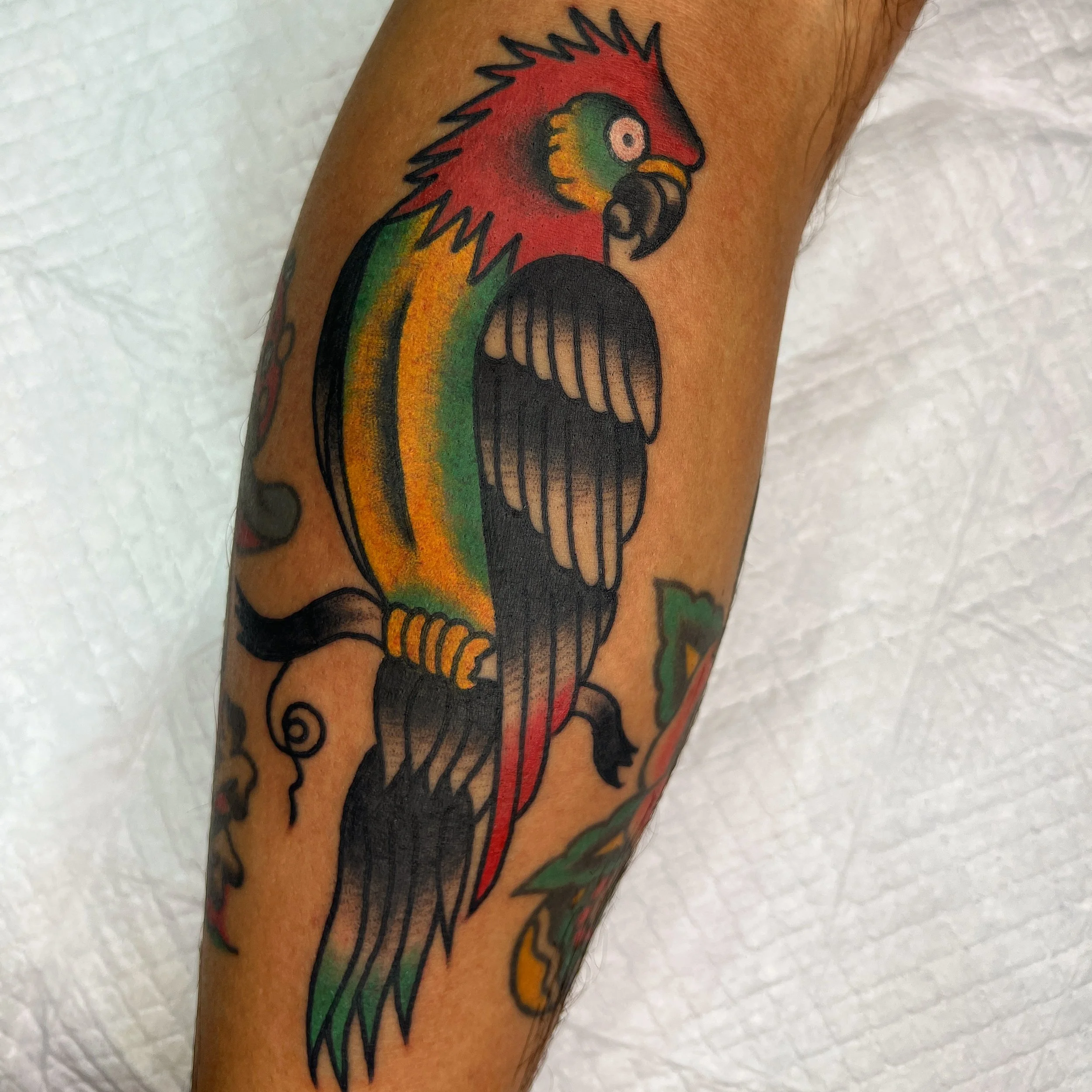 Tattoo of a colorful parrot with red, yellow, green, and black feathers on a person's arm.