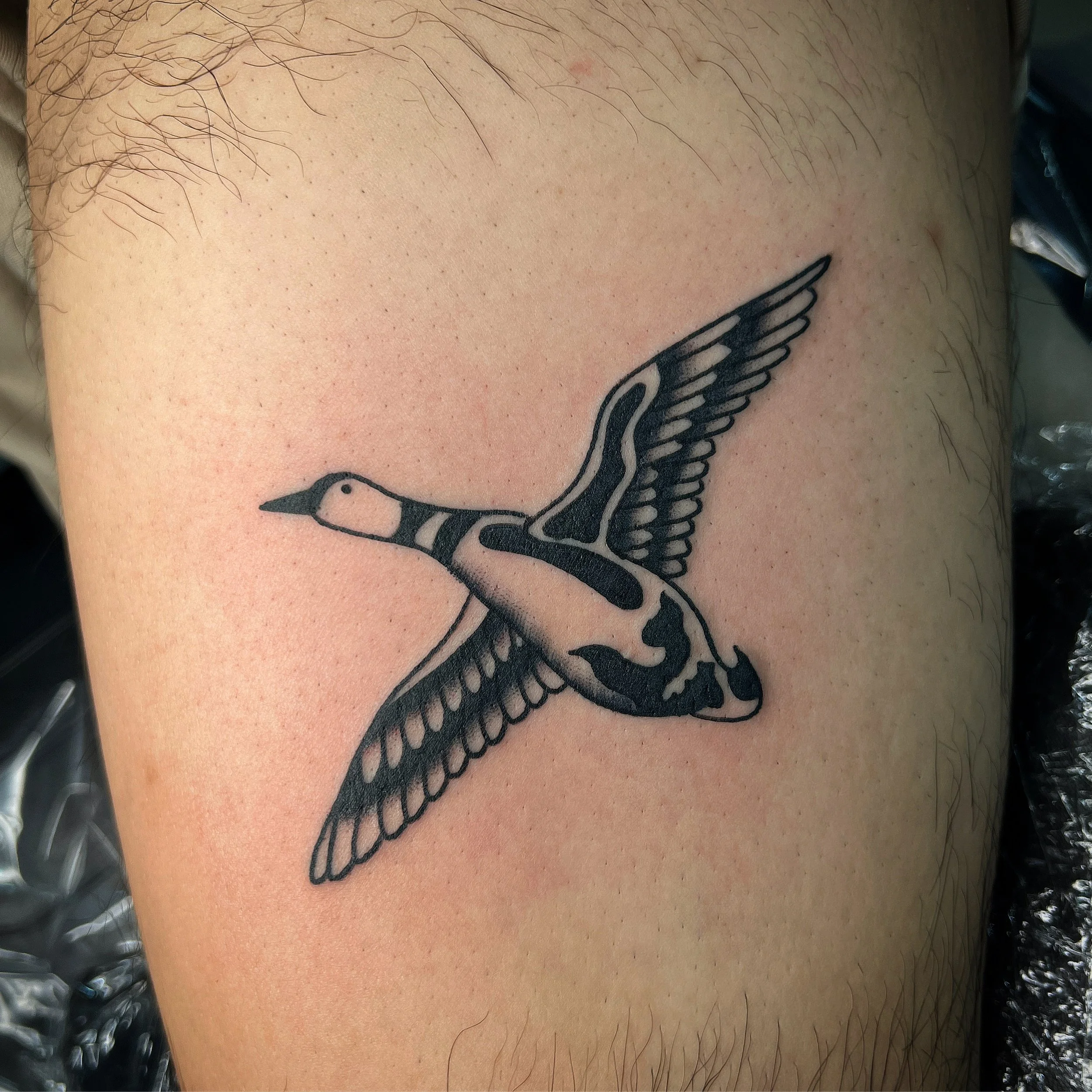 A black ink tattoo of a flying bird with detailed wings on a person's upper arm.
