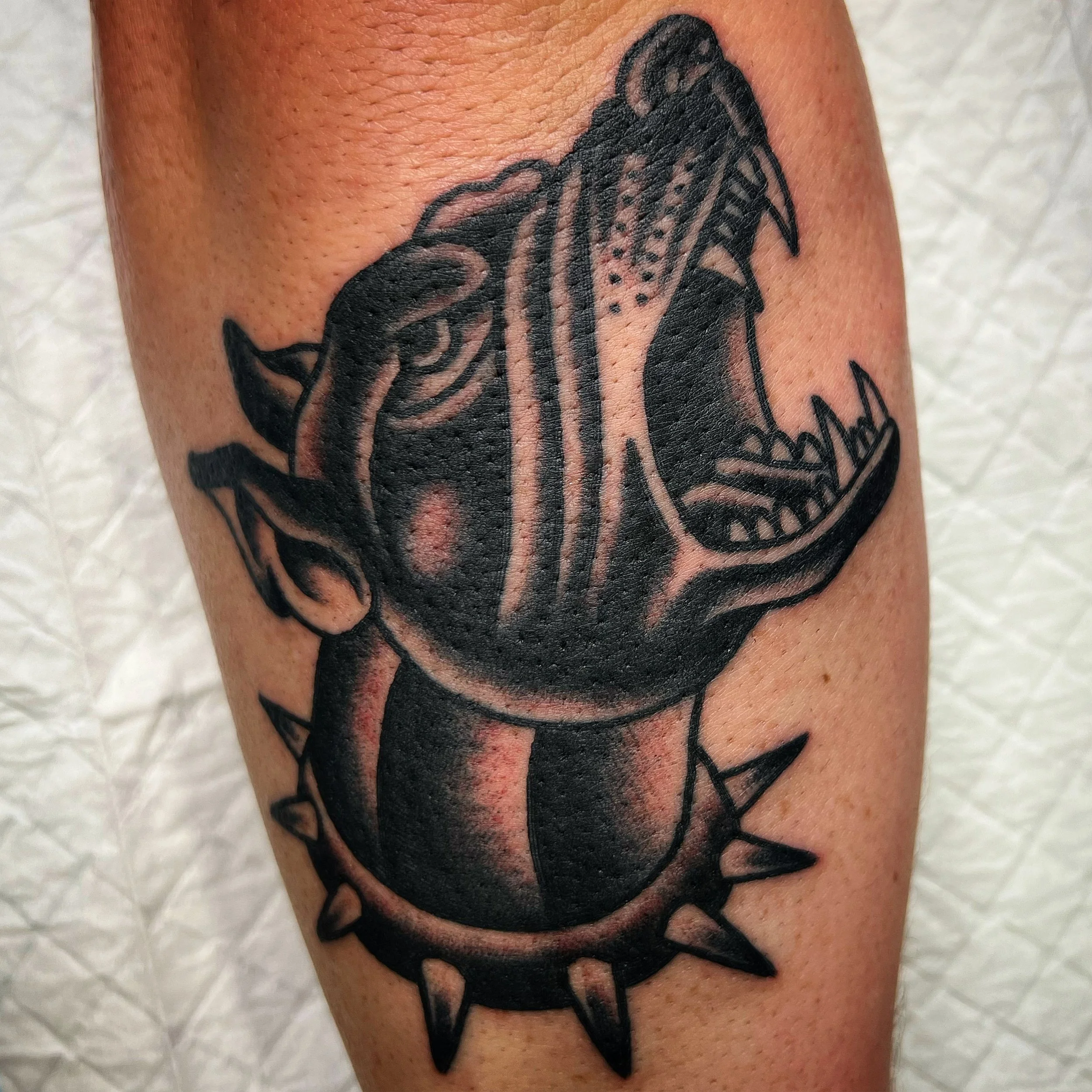 Black and gray tattoo of a roaring dog with spiked collar on arm