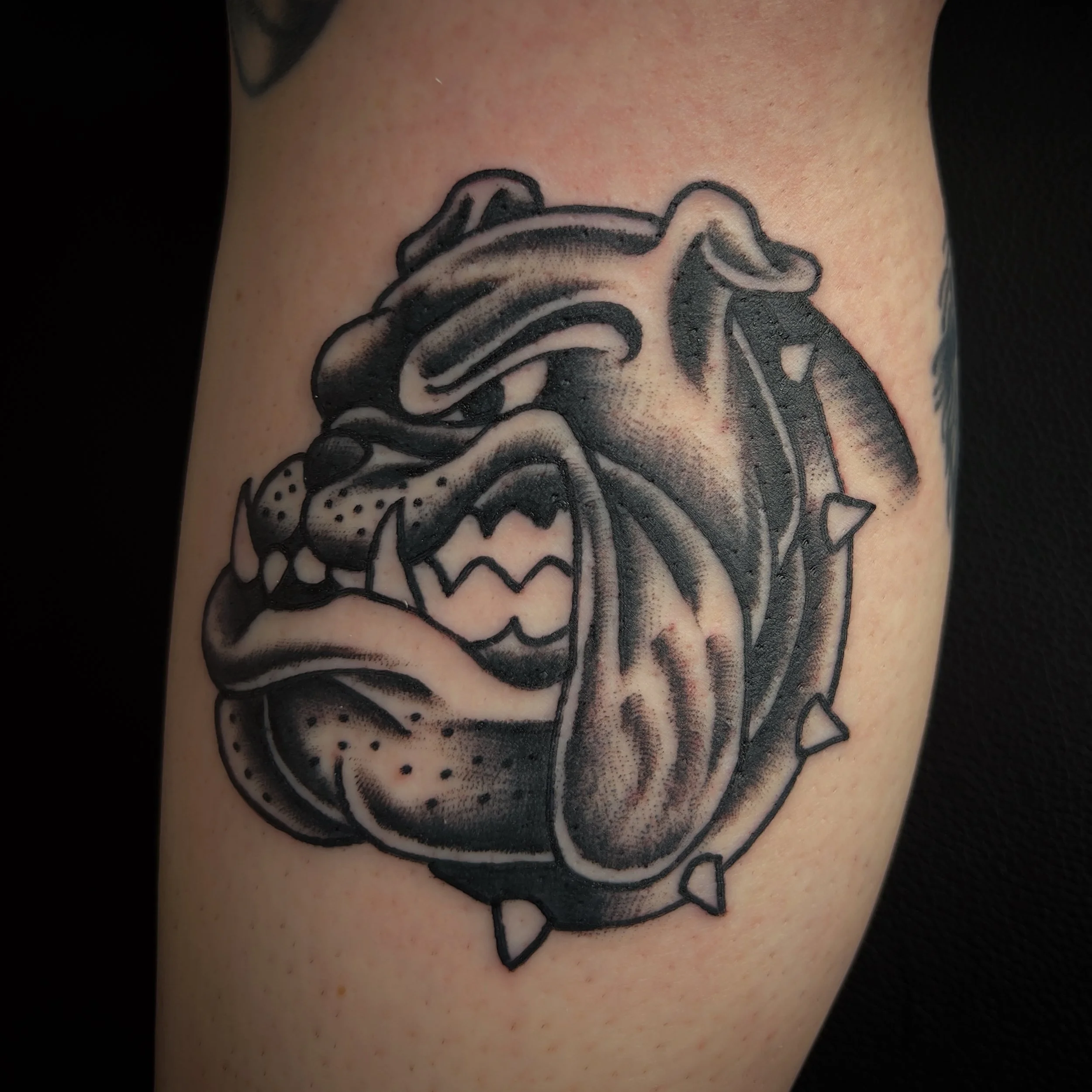 Tattoo of a fierce bulldog with a spiked collar in black and gray ink.