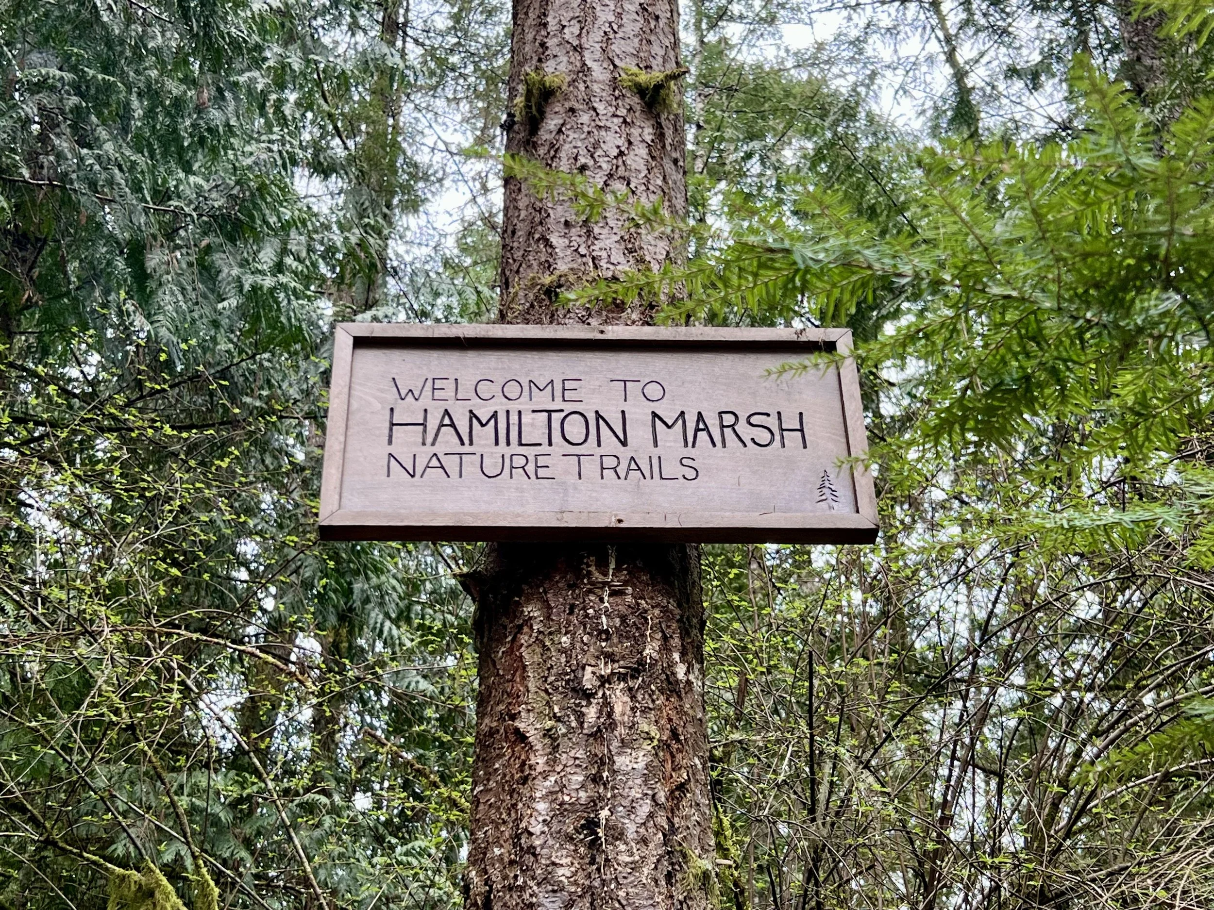 Wooden sign attached to a tree trunk in a forest, welcoming visitors to Hamilton Marsh Nature Trails.