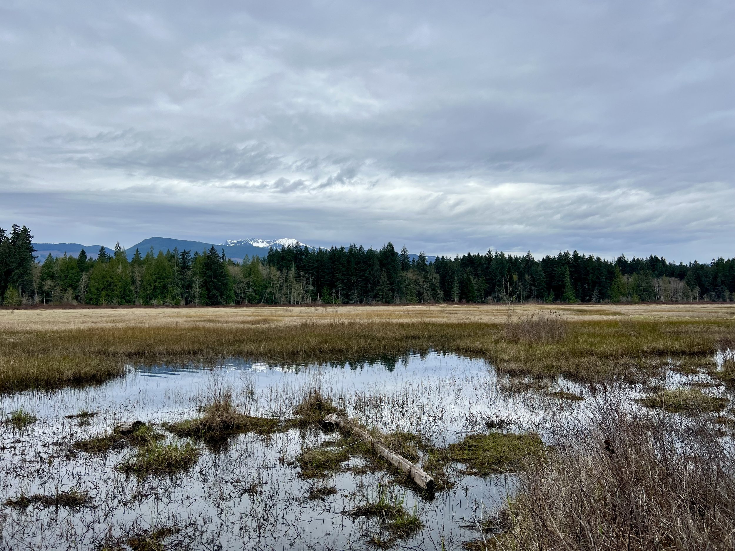 Wide view of Hamilton Marsh wetlands with forest and distant mountains