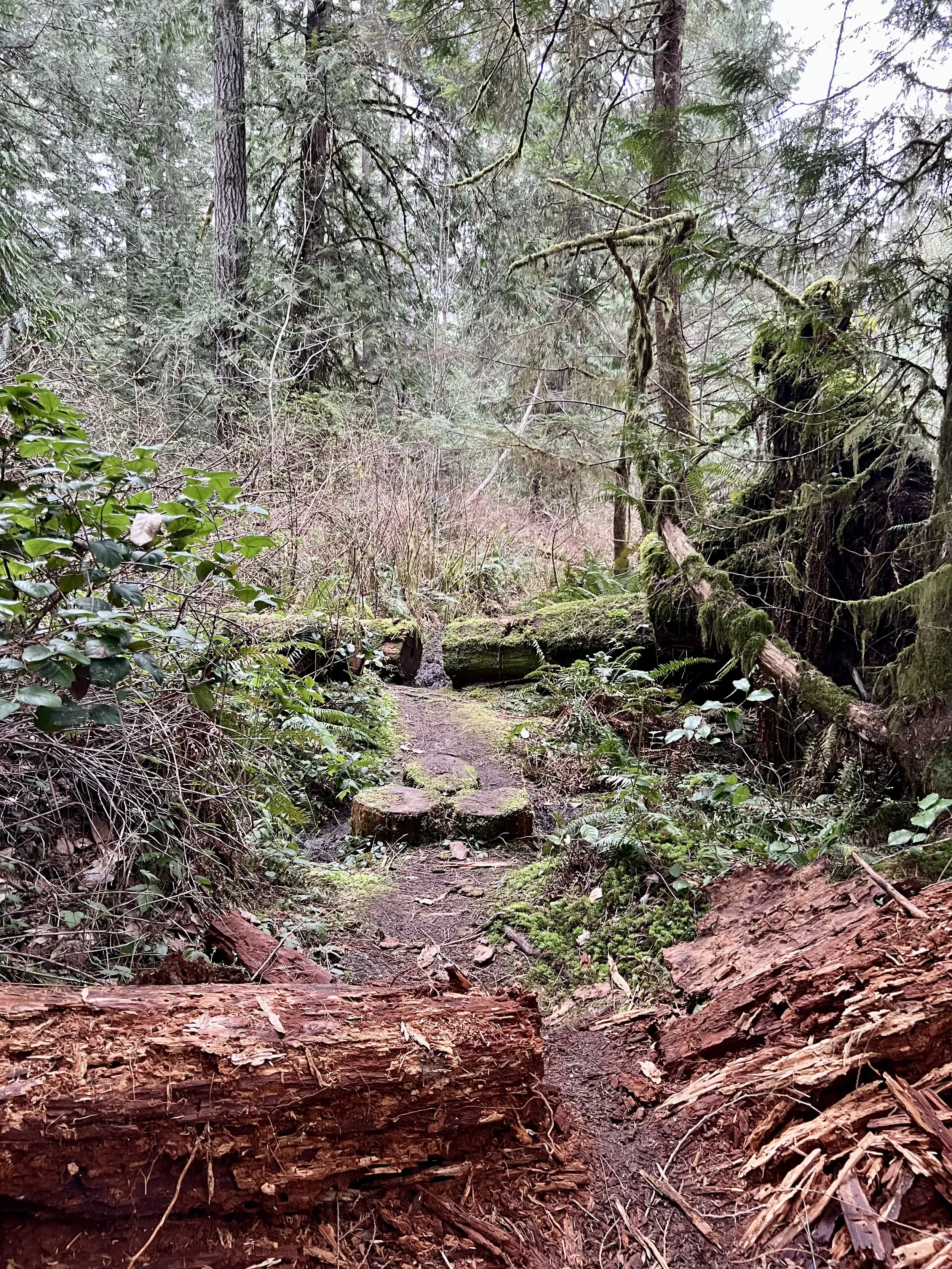 Muddy section of the Hamilton Marsh Loop trail with logs and uneven terrain