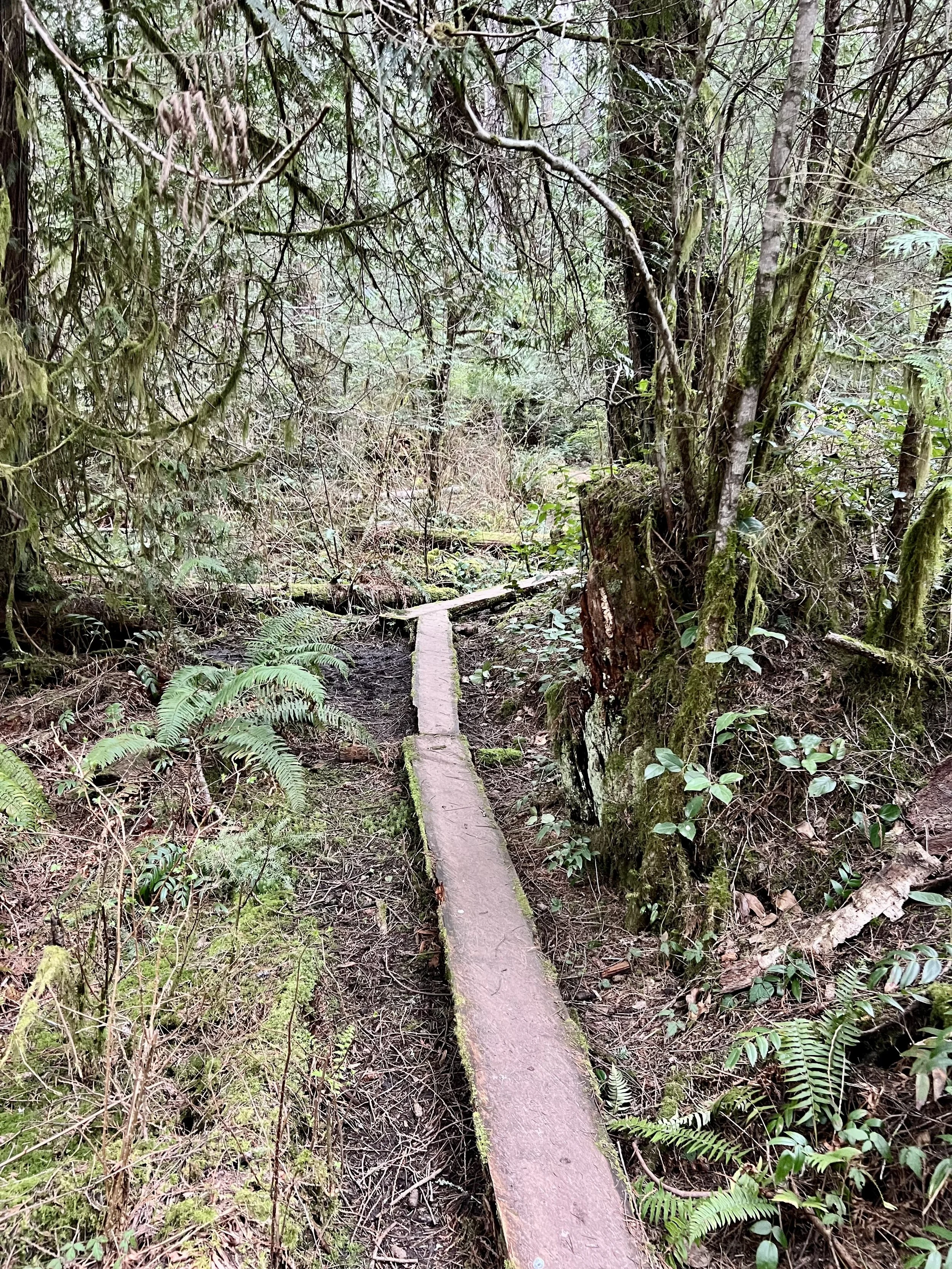 Wooden boardwalk along the Hamilton Marsh Loop trail in a forest near Qualicum Beach