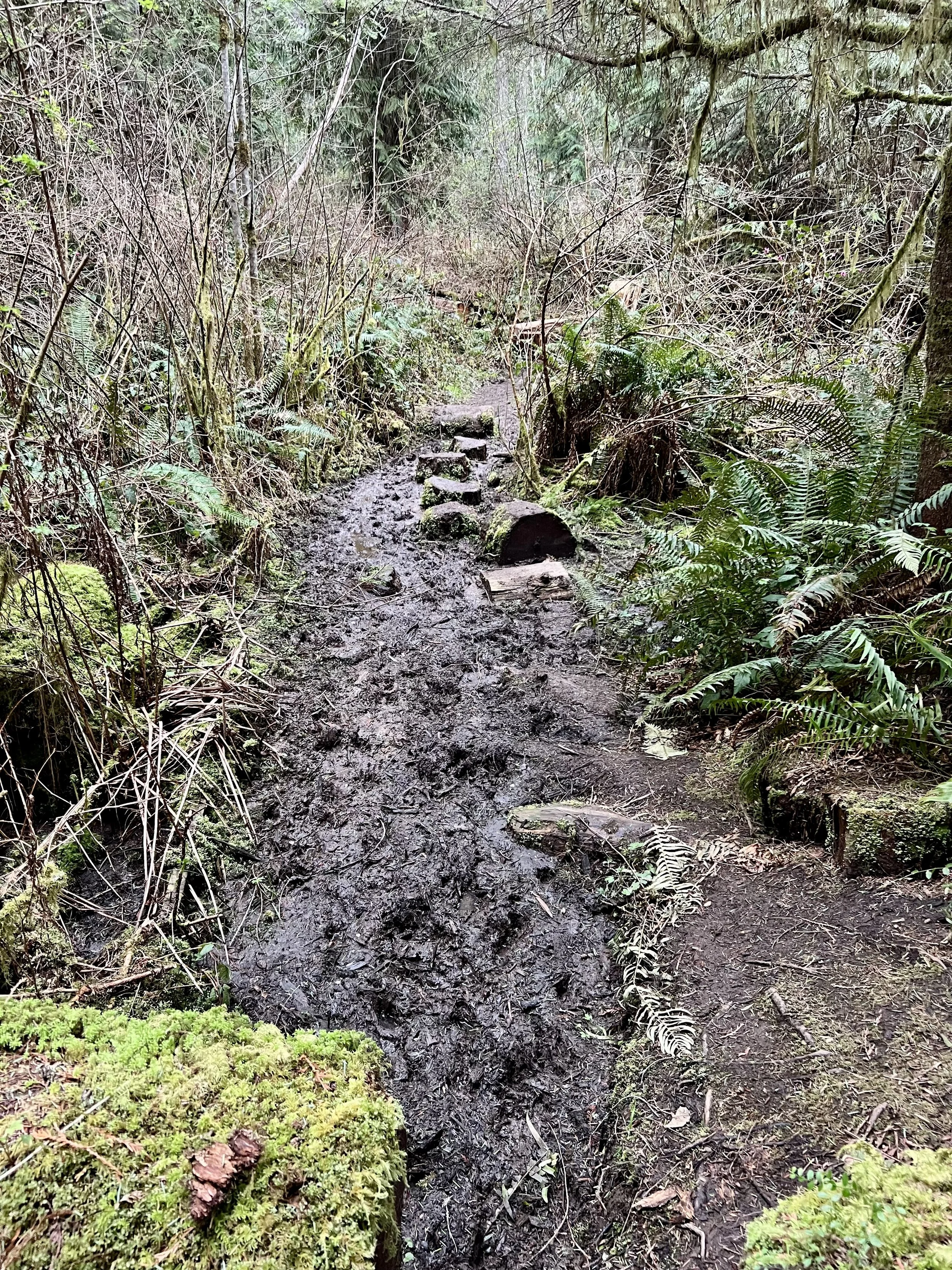 Moss-covered logs and forest path along the Hamilton Marsh Loop near Qualicum Beach