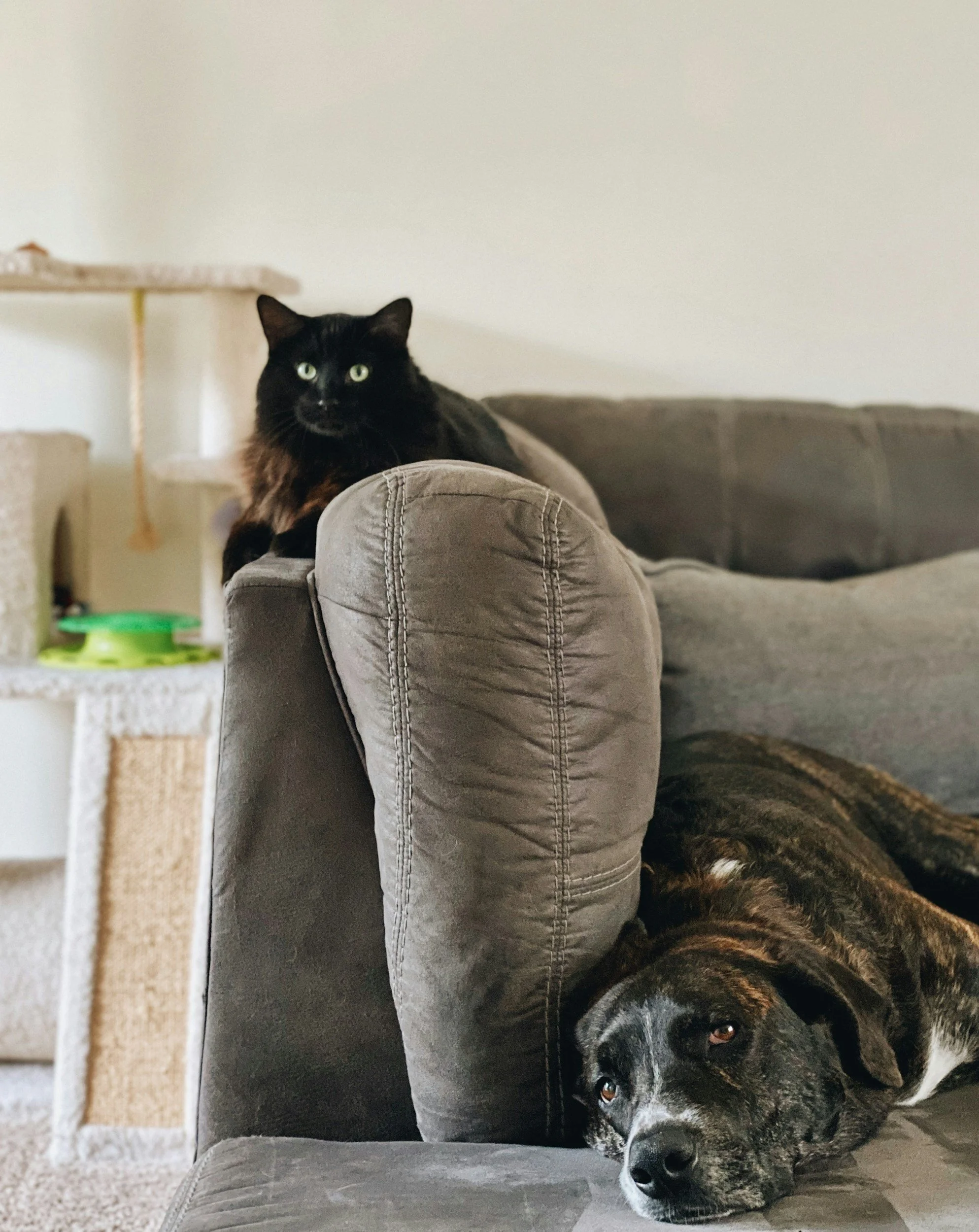 A black cat and a brindle dog relaxing without stress on a gray sofa in a living room
