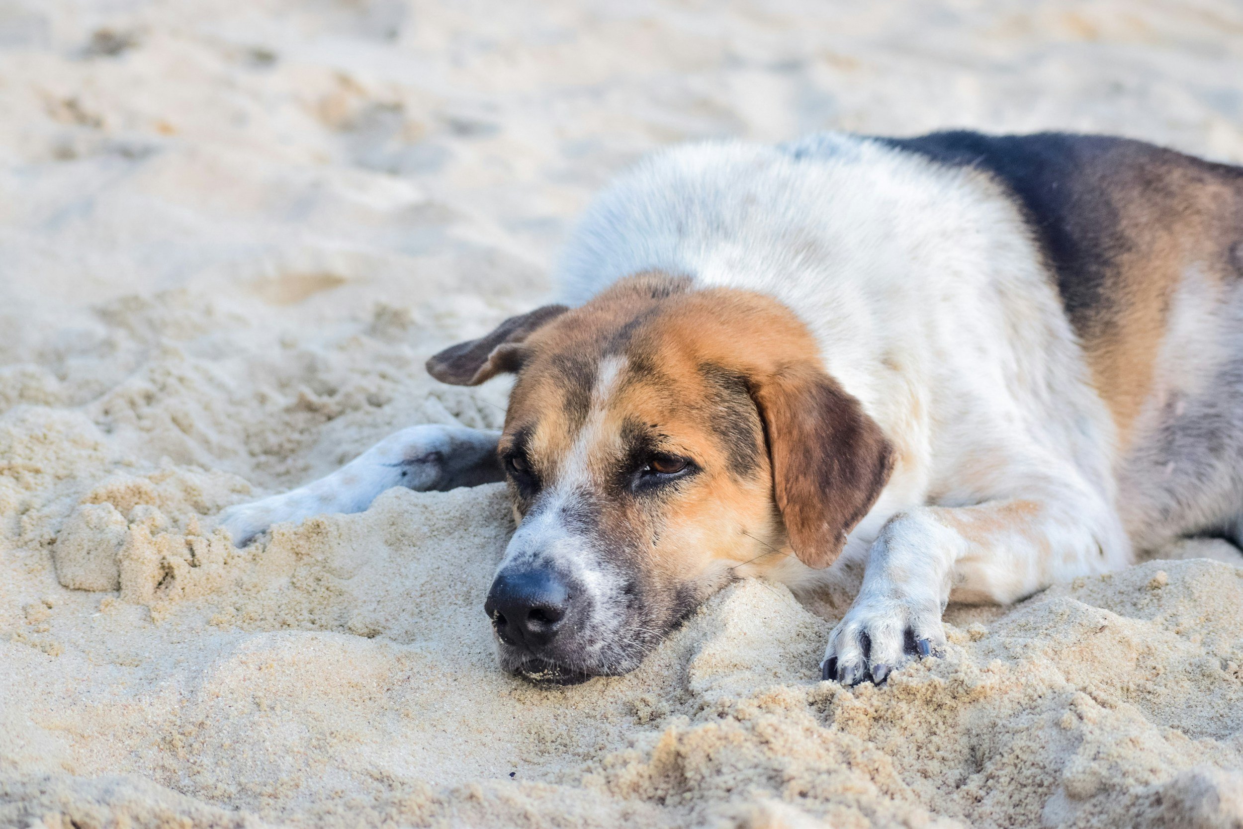 A stress-free dog lying on the sand at the beach with its head resting on the ground.