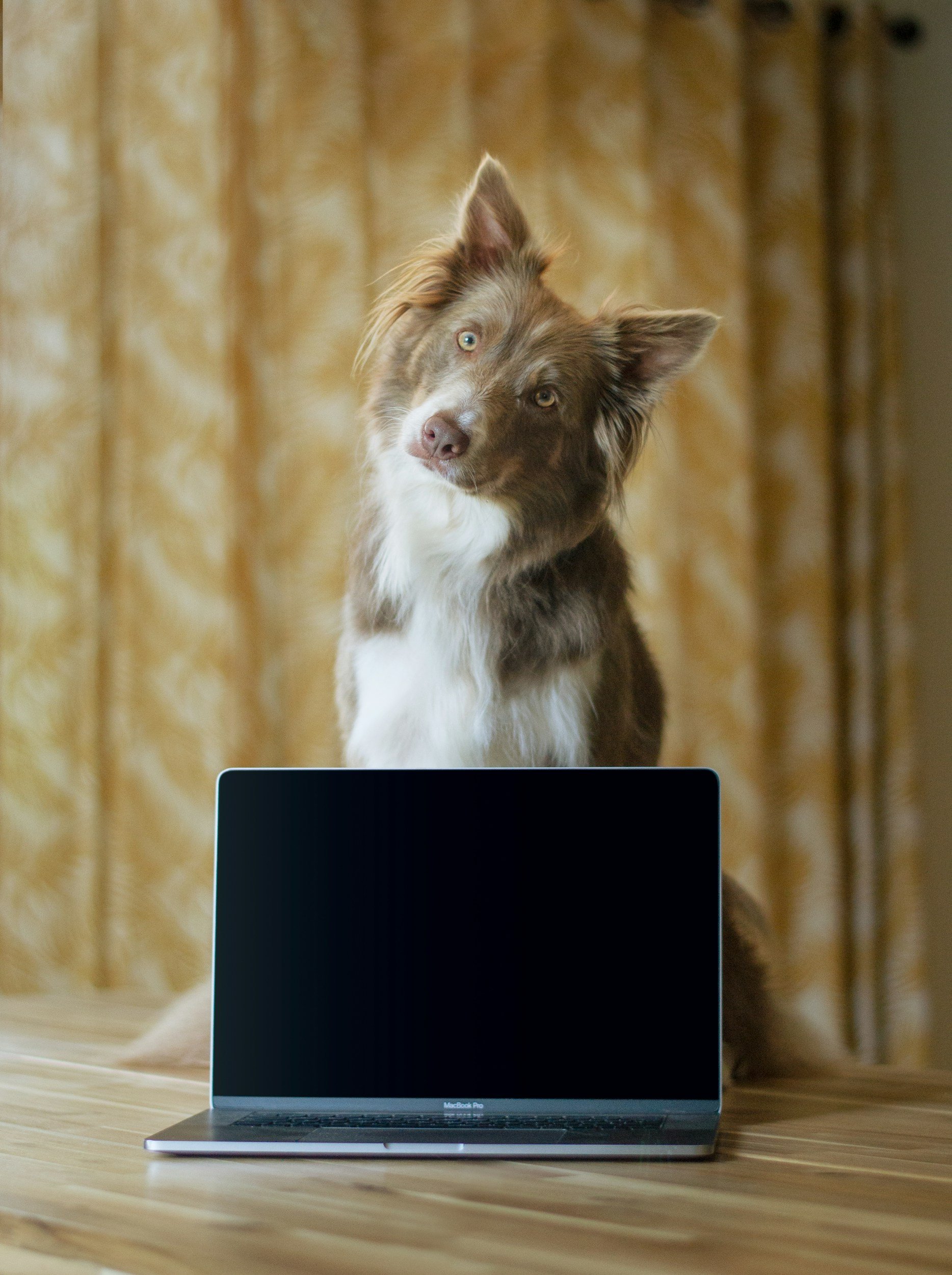 A brown and white dog sitting behind an open MacBook Pro on a wooden table, with a golden curtain background.