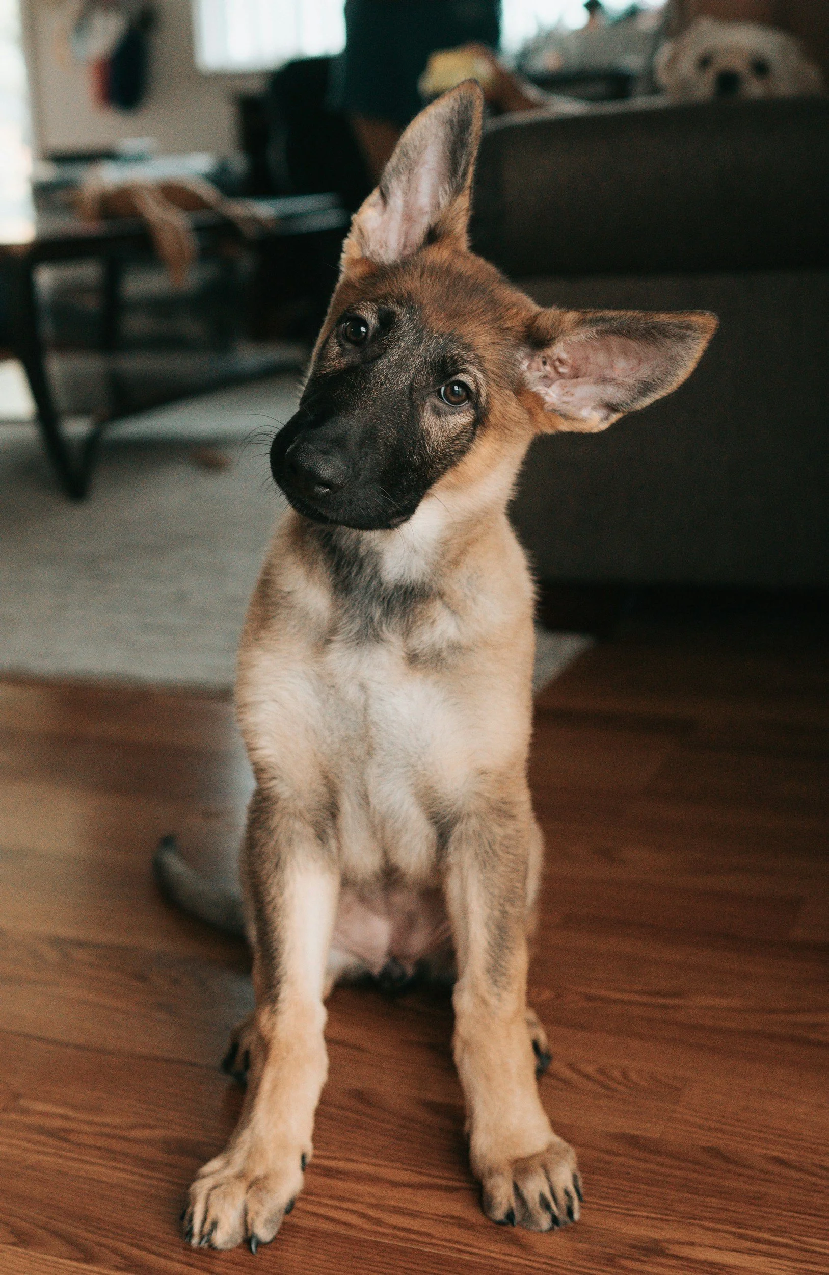Young German Shepherd puppy sitting on hardwood floor indoors, with a tilted head and alert ears.