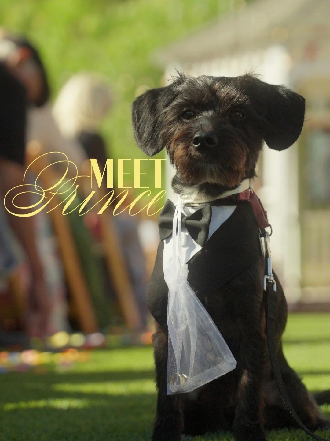 𝑷𝒂𝒘𝒔 𝒇𝒐𝒓 𝒕𝒉𝒊𝒔 𝑷𝒓𝒊𝒏𝒄𝒆 🐾 👑
-
-
-
𝙈𝙚𝙚𝙩 𝙋𝙧𝙞𝙣𝙘𝙚, 𝙩𝙝𝙚 𝙘𝙪𝙩𝙚𝙨𝙩 𝙩𝙬𝙞𝙨𝙩 𝙩𝙤 𝙖 𝙧𝙞𝙣𝙜𝙗𝙚𝙖𝙧𝙚𝙧. 𝙏𝙝𝙚 𝘽𝙧𝙞𝙙𝙚 &amp; 𝙂𝙧𝙤𝙤𝙢'𝙨 𝙥𝙪𝙥𝙥𝙮 𝙣𝙤𝙩 𝙤𝙣𝙡𝙮 𝙗𝙧𝙤𝙪𝙜𝙝𝙩 𝙩𝙝𝙚 𝙧𝙞𝙣𝙜𝙨 𝙙𝙤𝙬𝙣 𝙩𝙝𝙚 𝙖
