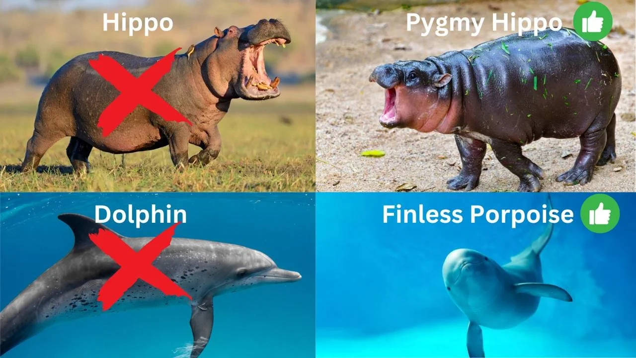 Smiling Dolphin Miharu Token MooDeng Finless Porpoise