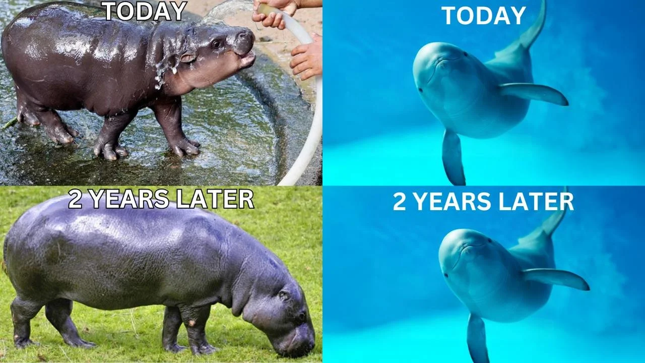 Smiling Dolphin $miharu Token MooDeng