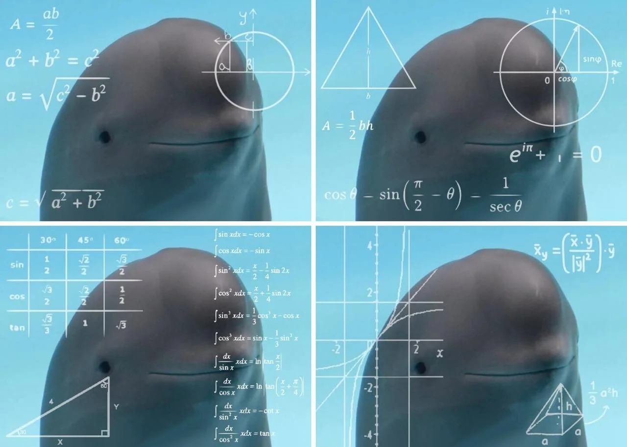 Smiling Dolphin Miharu Token Mathematics Algebra Geometry