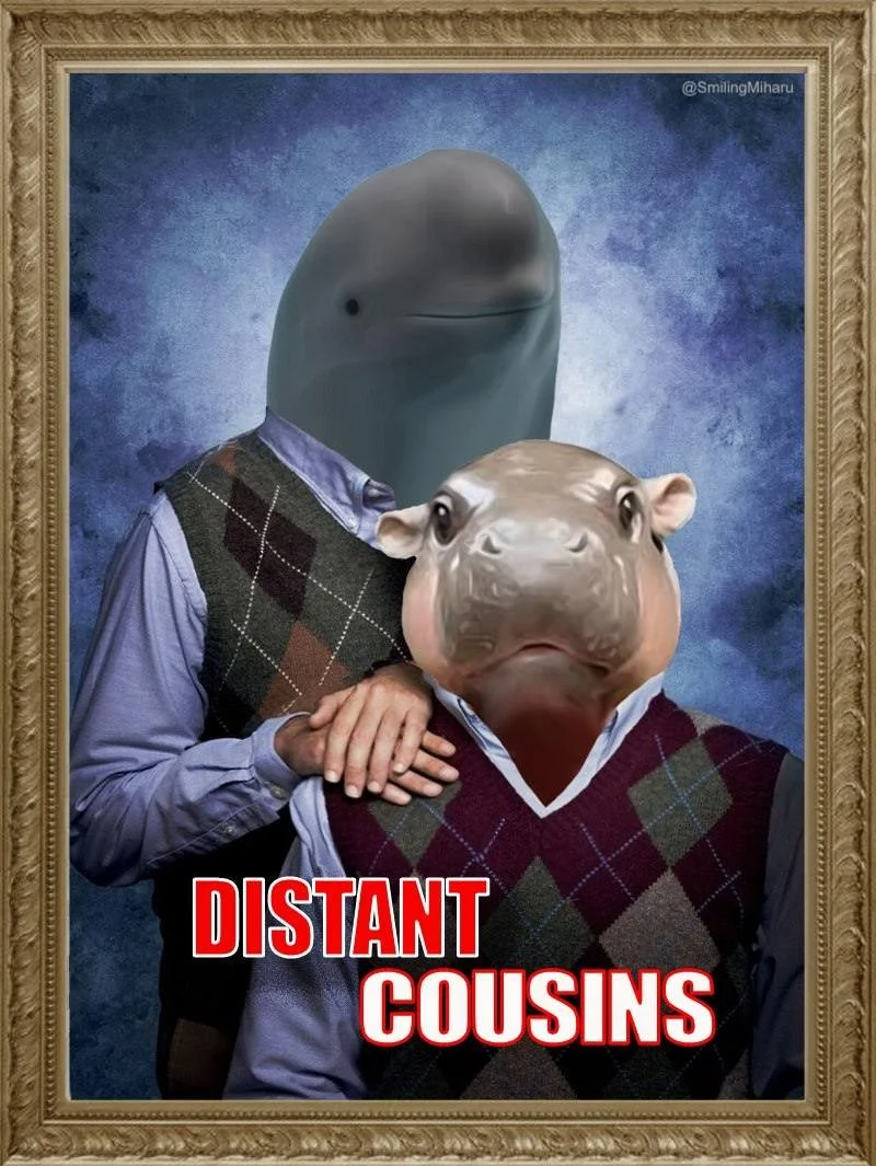 Smiling Dolphin Miharu Token Distant Cousins