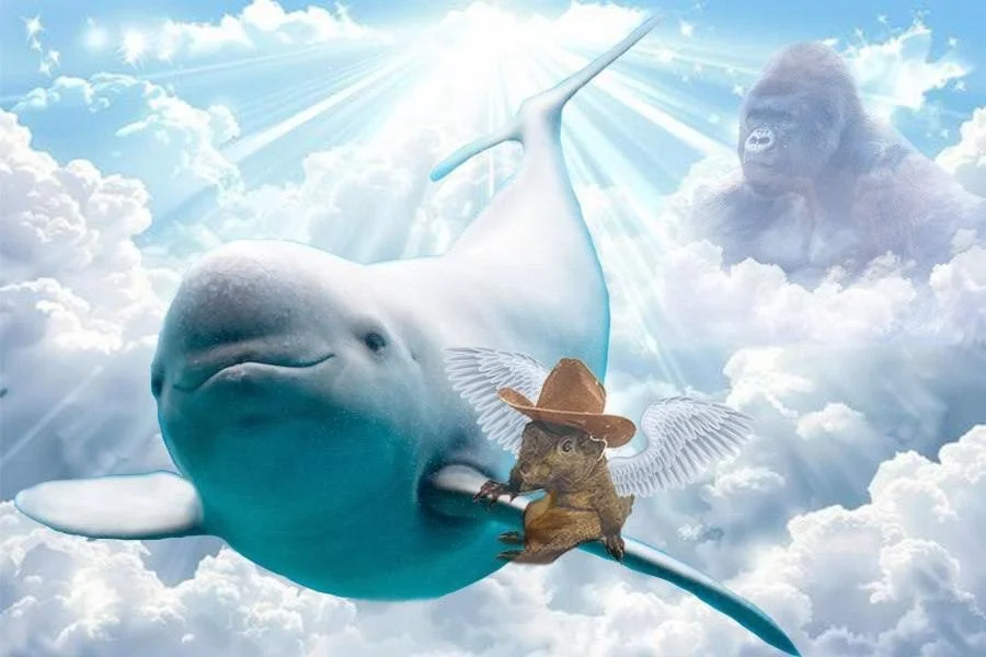 Smiling Dolphin Miharu Token Harambe PNut