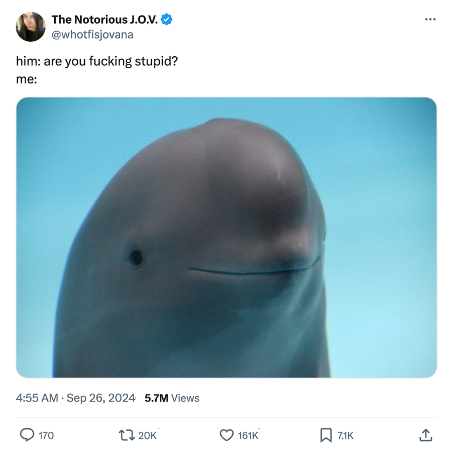 Smiling Dolphin the Notorious JOV