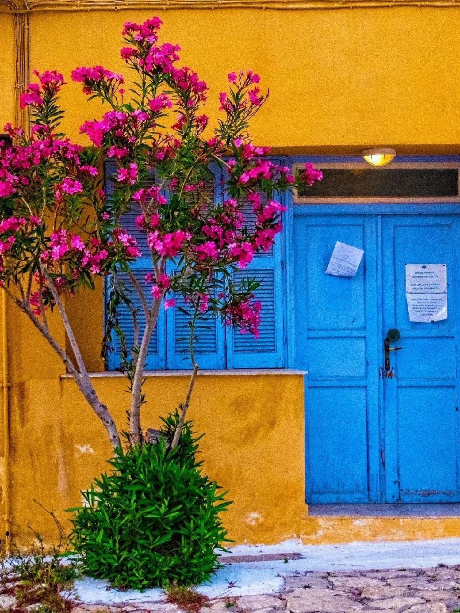 A pink flowering tree in front of a blue door and yellow wall.