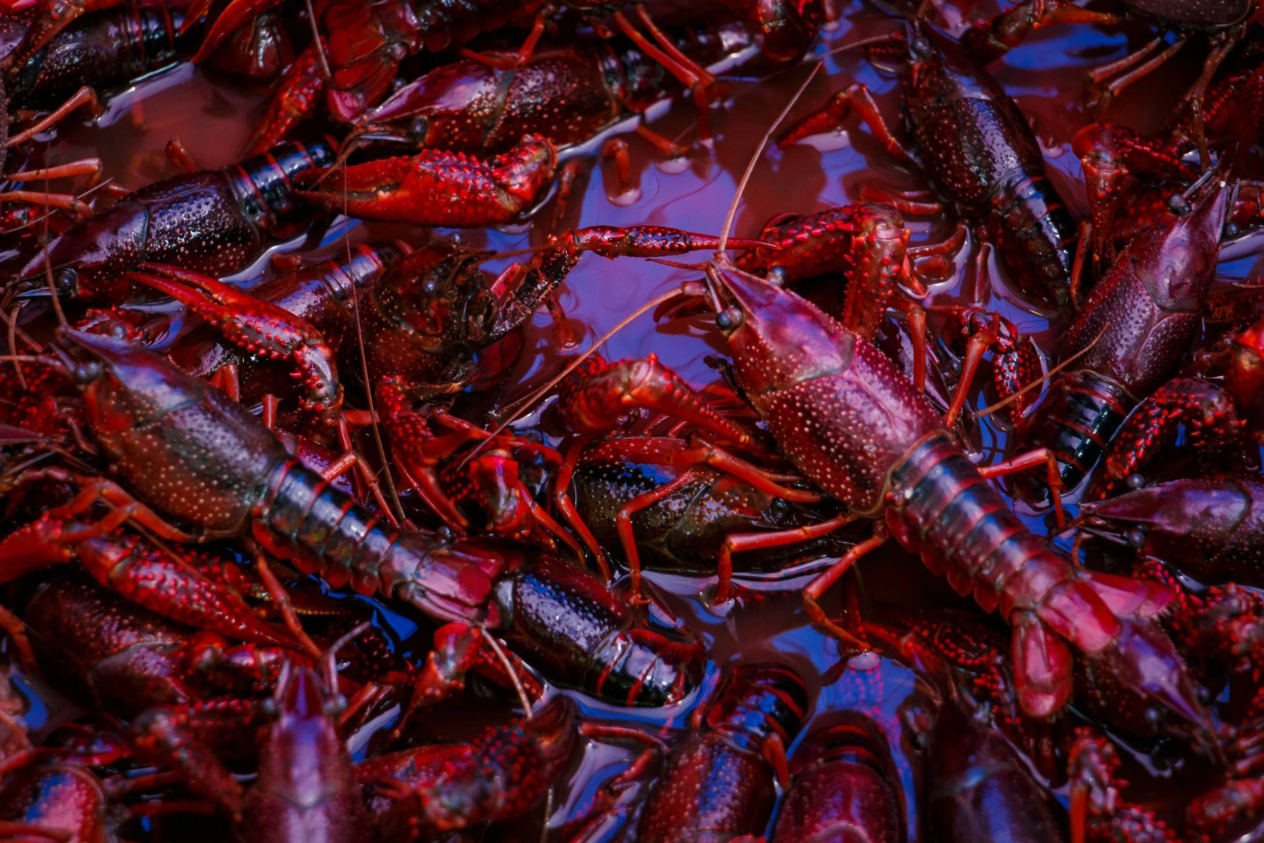 bright red crawfish in a pot