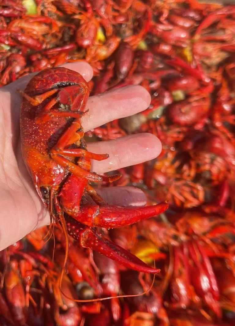 How Much Does Crawfish Catering Cost in New Orleans?