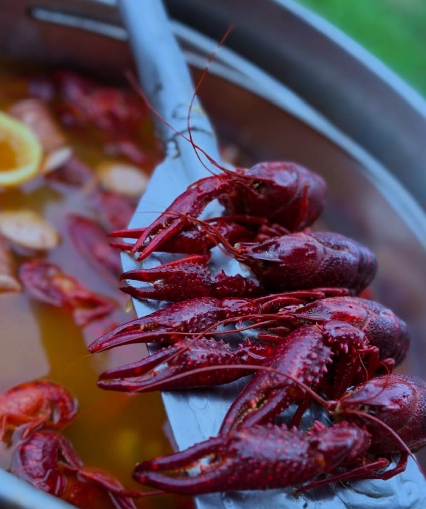 crawfish paddle with 4 bright red crawfish sitting above a boiling pot
