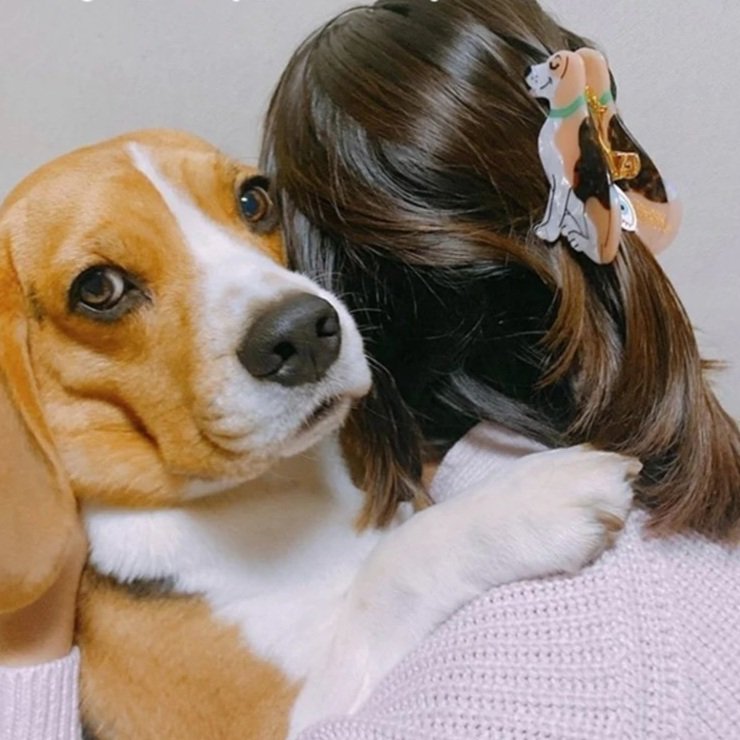 Beagle Hair Claw - COUCOU SUZETTE
