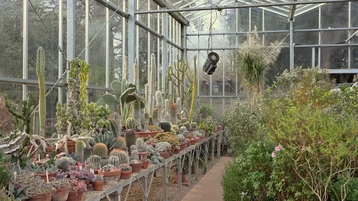 Postcards from Bristol Botanic Garden. As I prepare for my next exhibition with South African Sculptor Jill Berelowitz, I went to sketch a variety of South African plants at the Bristol Botanic Garden. It was both inspiring and grounding being surrou