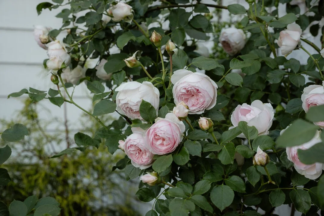 front garden blooms (3 of 11).jpg