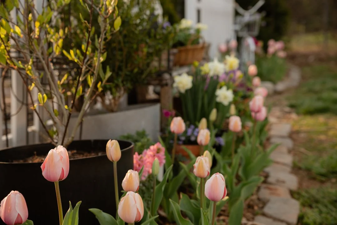Adding 700 Spring Bulbs to the Garden: Tulips, Daffodils, & Grape ...