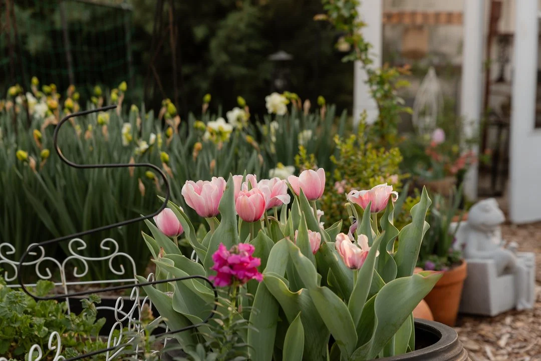 Spring Garden End of March (15 of 22).jpg