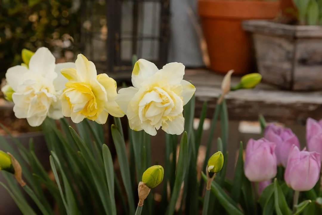 Adding 700 Spring Bulbs to the Garden: Tulips, Daffodils, & Grape ...
