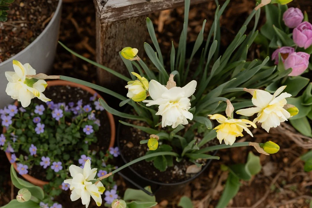 Adding 700 Spring Bulbs to the Garden: Tulips, Daffodils, & Grape ...