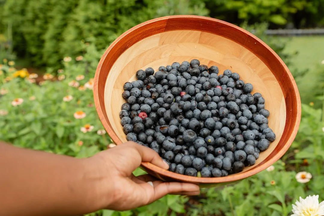 Blueberry (1 of 1).jpg