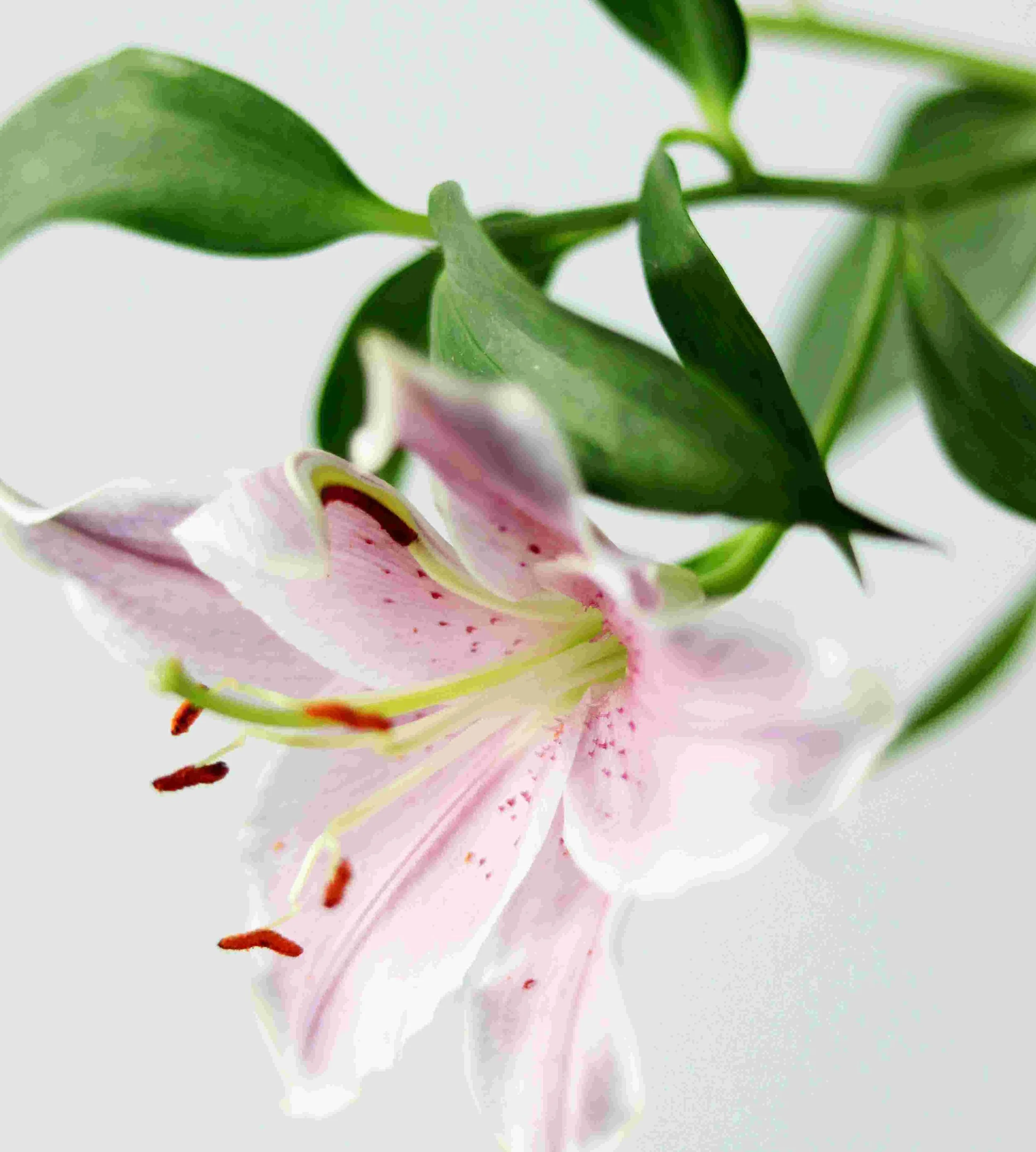 Partner på Advokatfirman Lindahl rekommenderar helena Palmgren, oberoende pensionsspecialist, för oberoende stöd inför tjänstepensions upphandling och utbildning