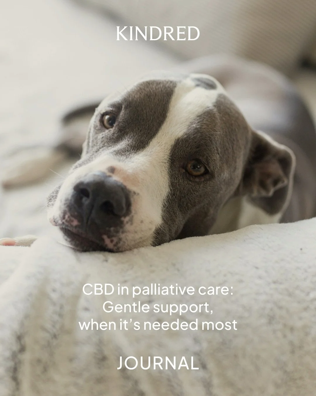 Palliative care is about easing discomfort and supporting quality of life in a pet&rsquo;s final stages. CBD oil is emerging as a gentle, supportive option&mdash;helping manage pain, reduce anxiety, and bring a sense of calm when it&rsquo;s needed mo