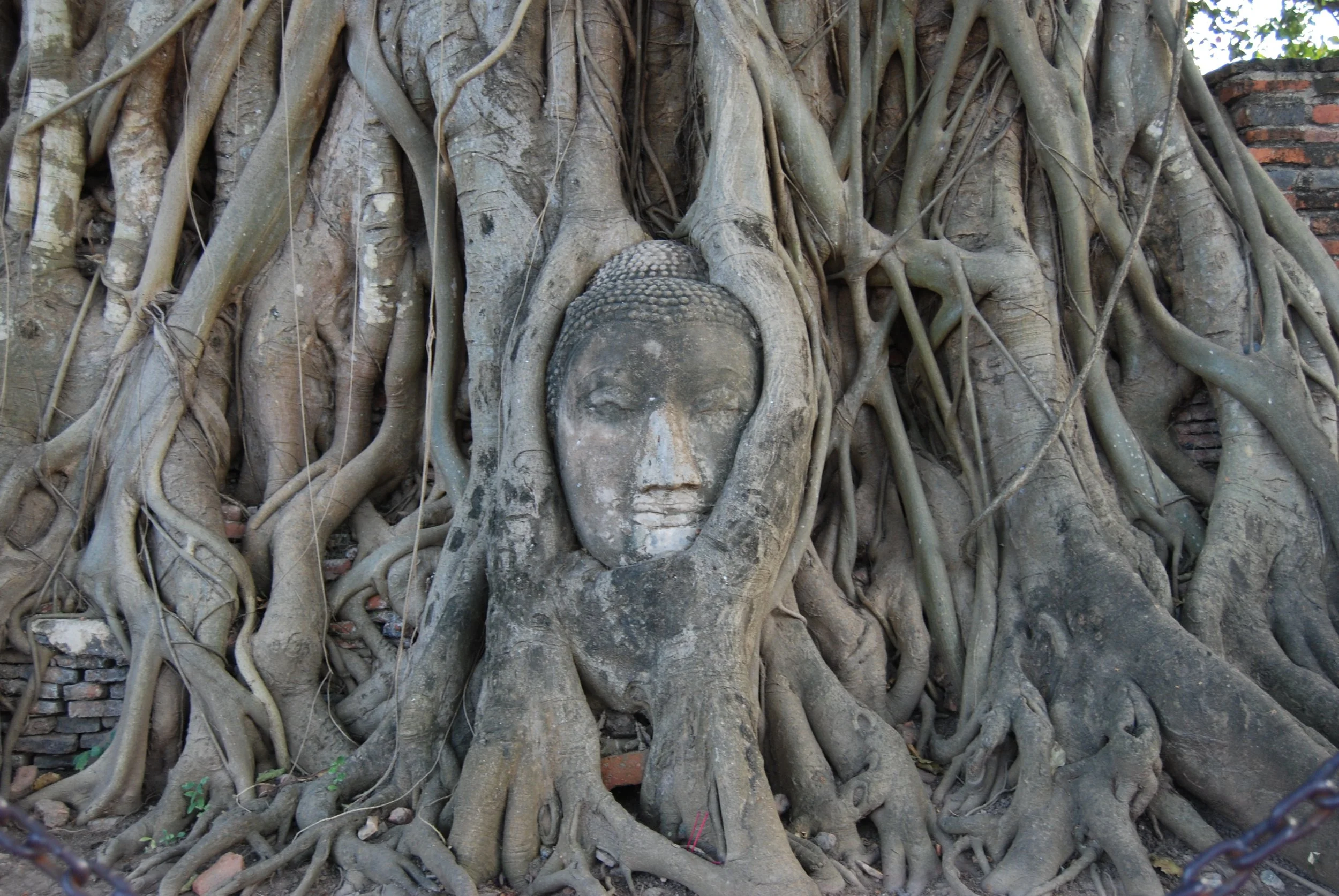 A stone Buddha head entangled in the roots of a large tree.