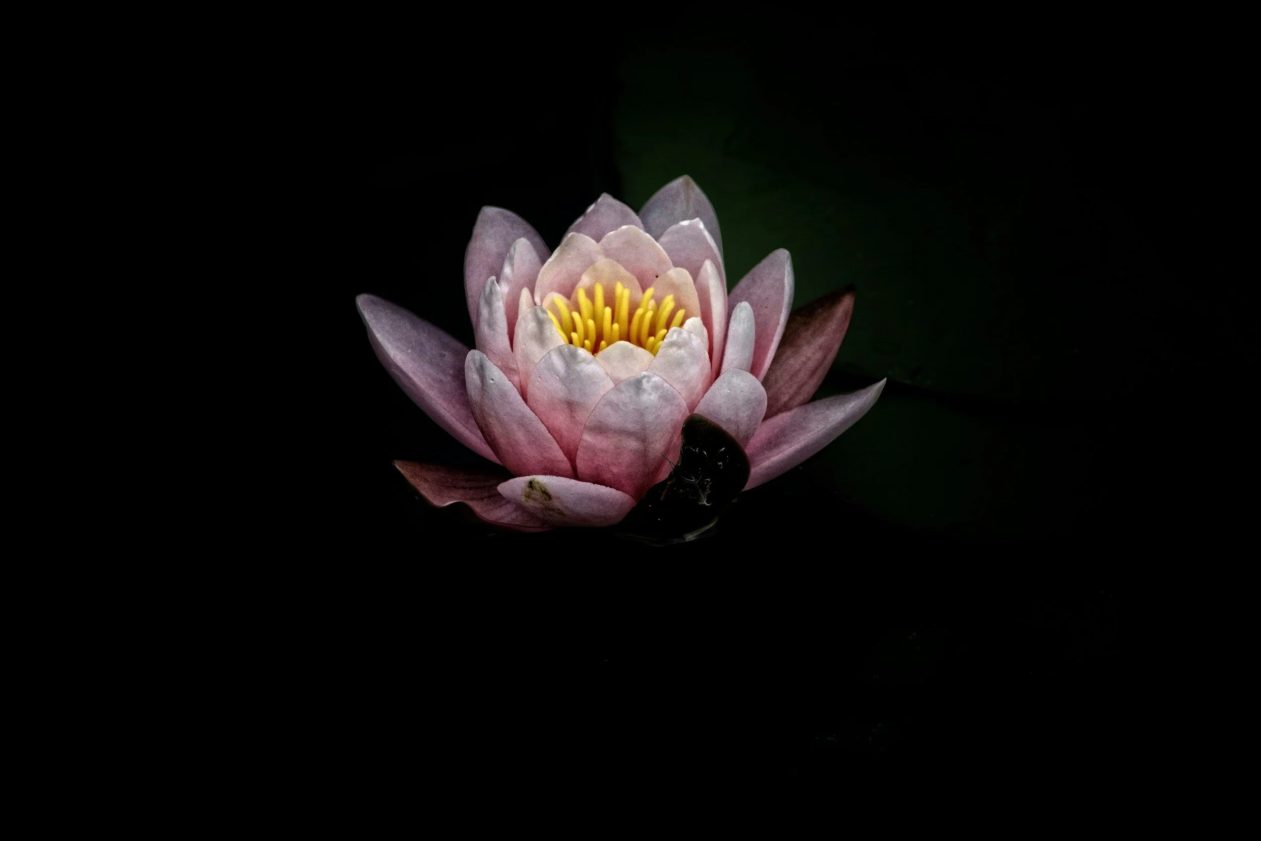 A pink water lily with yellow stamens floating on dark water.