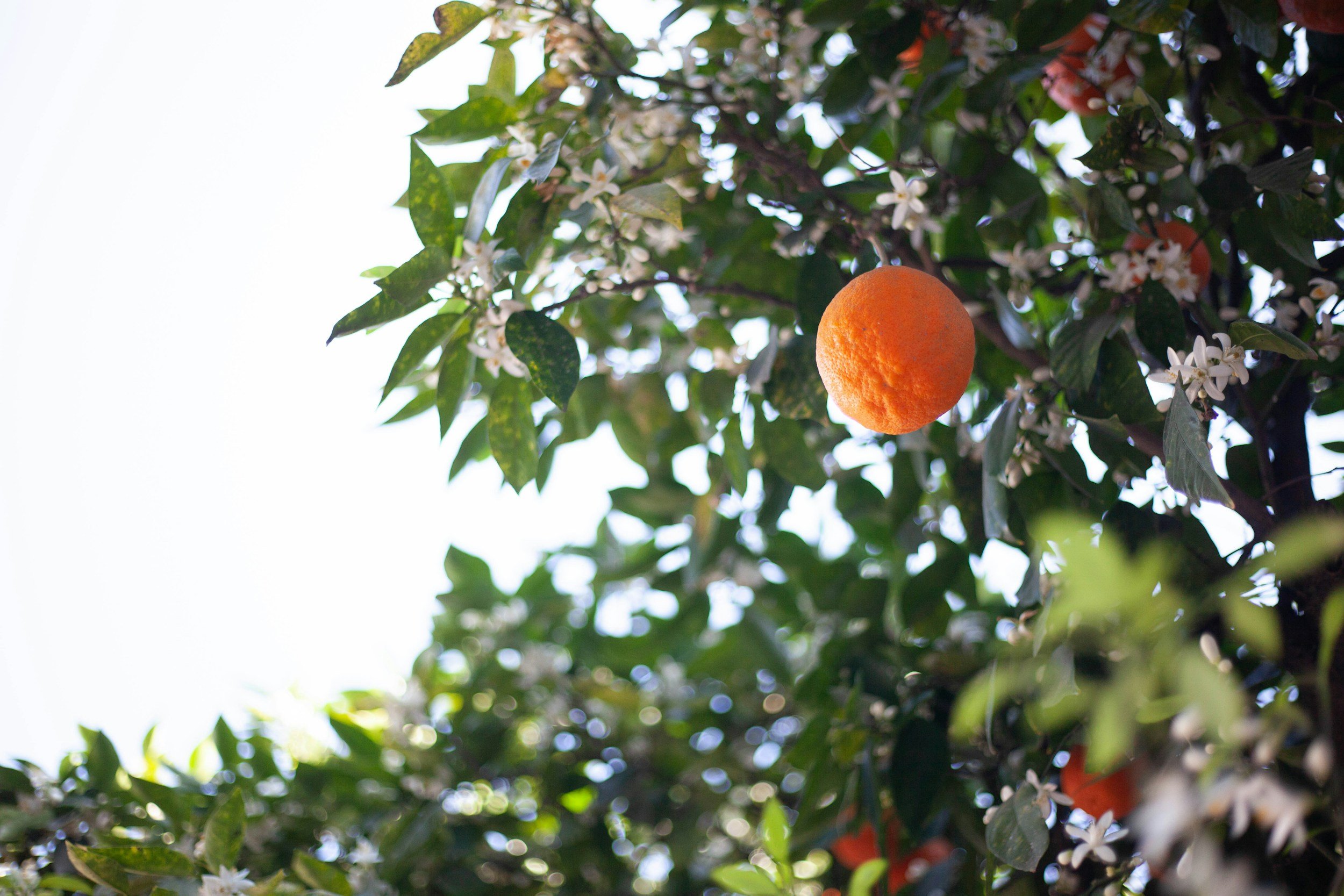 A ripe orange hanging on a tree branch among green leaves and small white flowers.