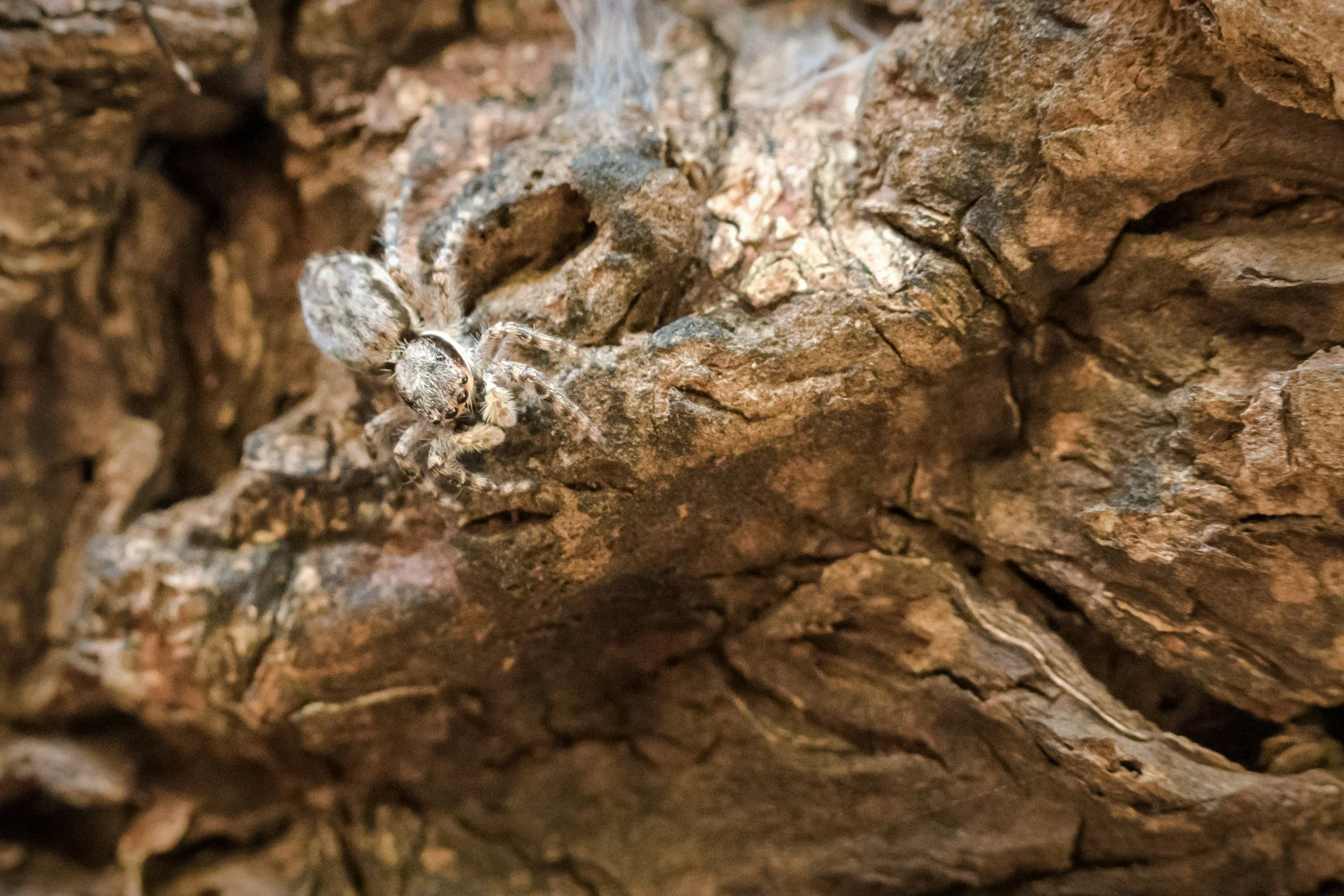 Close-up of a small jumping spider on a rough, textured bark surface.