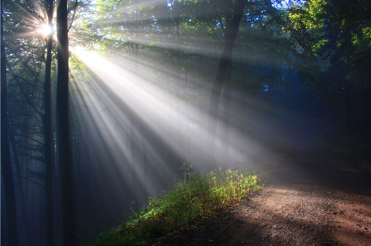 Sunlight filtering through trees illuminates a forest trail with green plants and foliage on the ground.