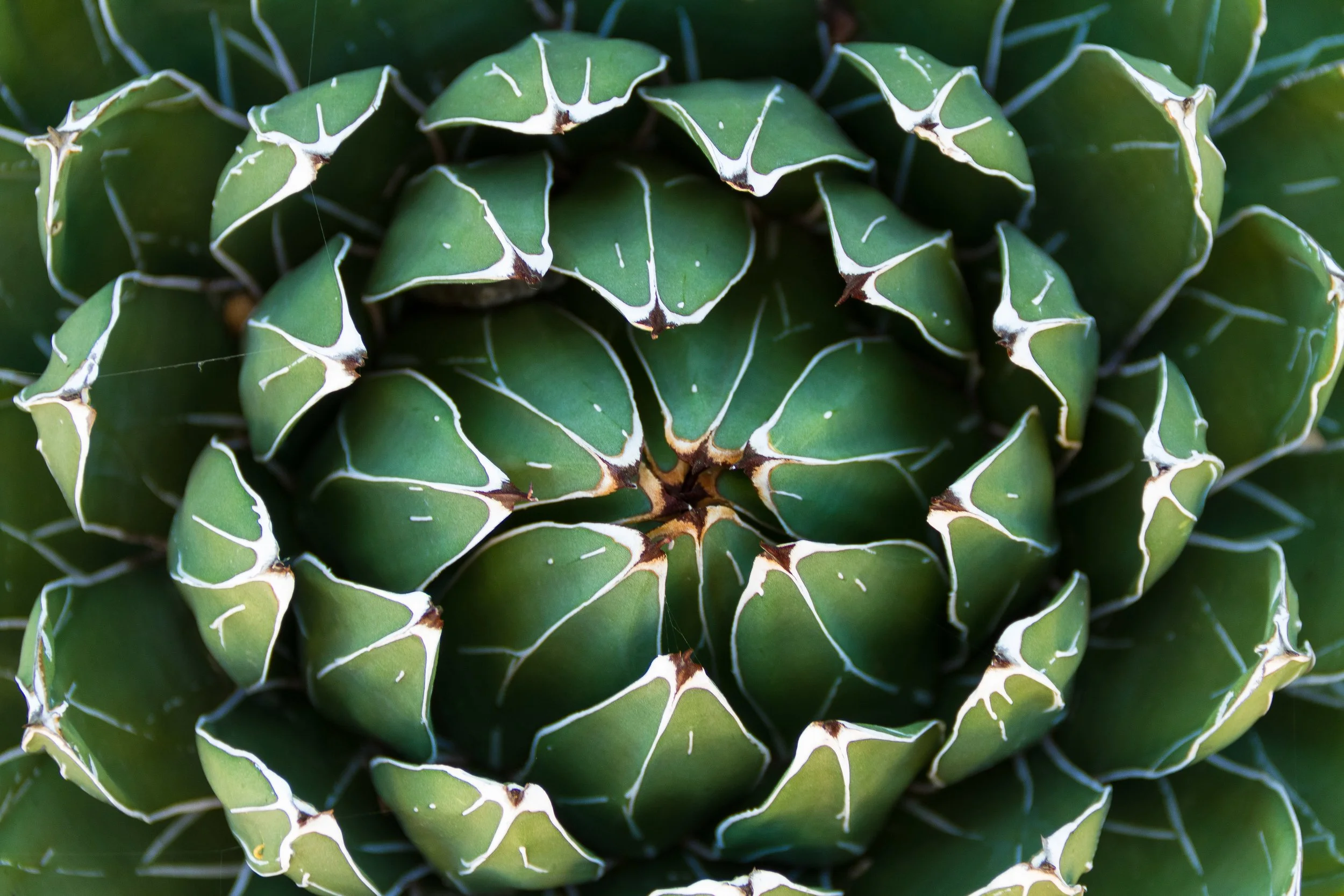 Close-up of a green aloe vera plant with thick, spiky leaves edged with white.