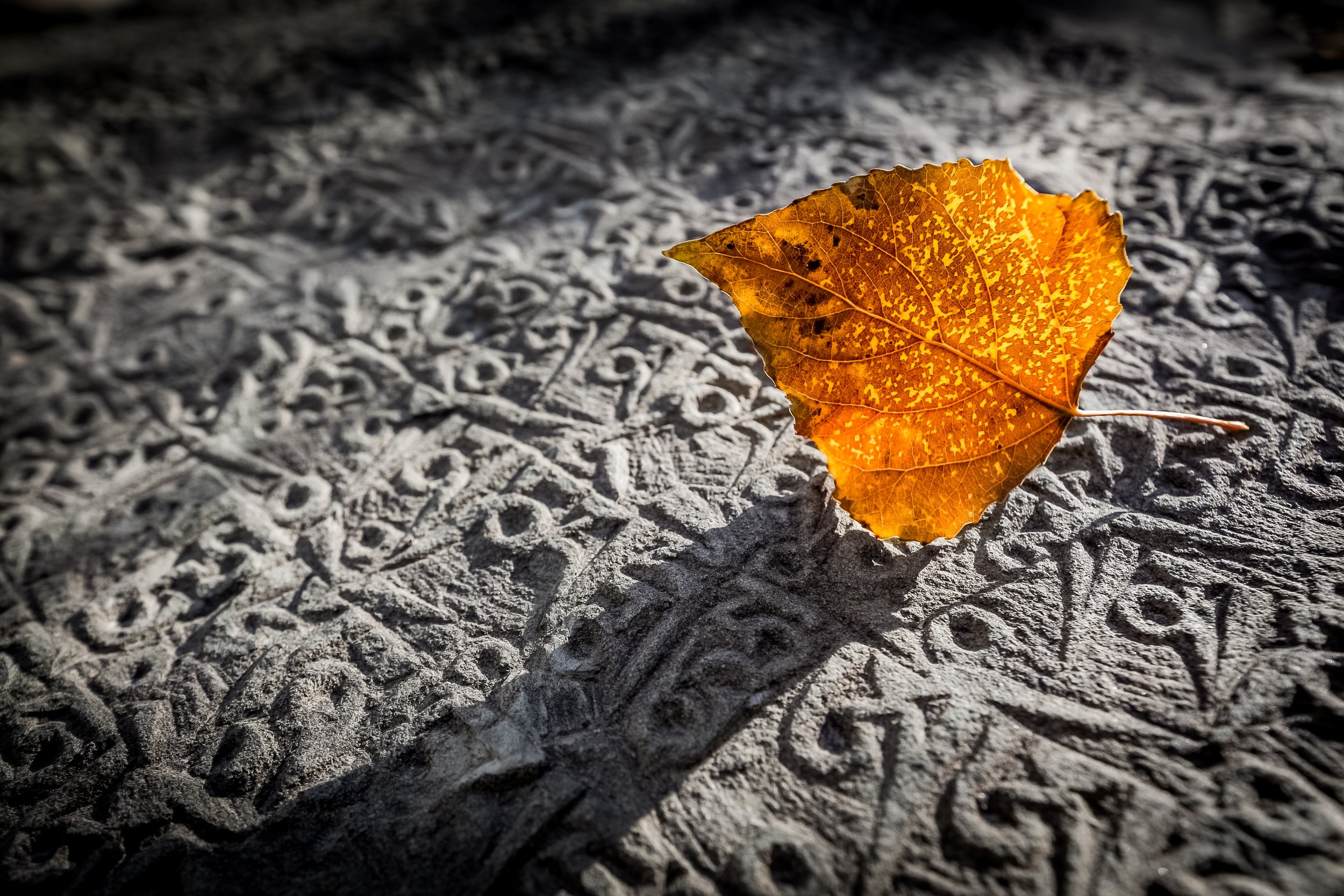 An orange autumn leaf resting on textured gray ground, illuminated from the right side.