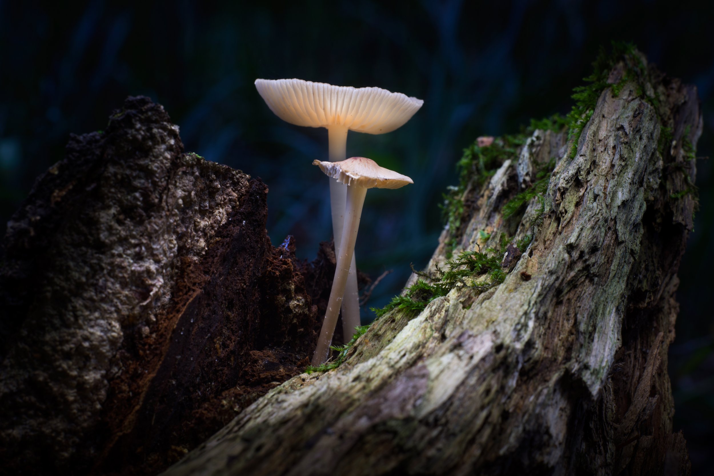 Two white mushrooms growing on an old tree trunk in a dark forest setting.