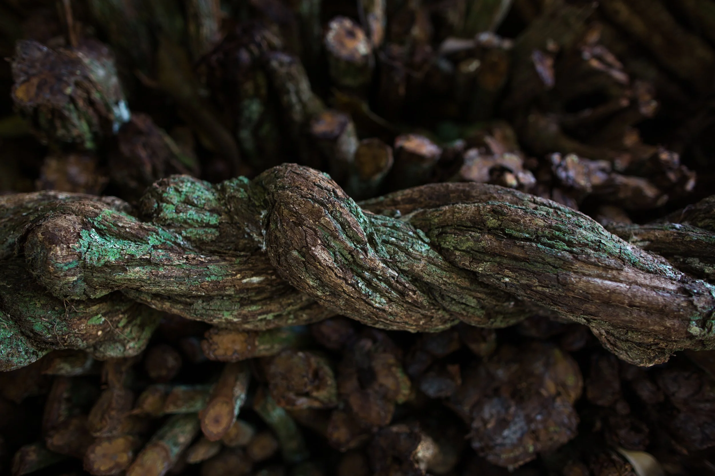 Stacked firewood logs with rough bark and some green moss or lichen growing on the surface.
