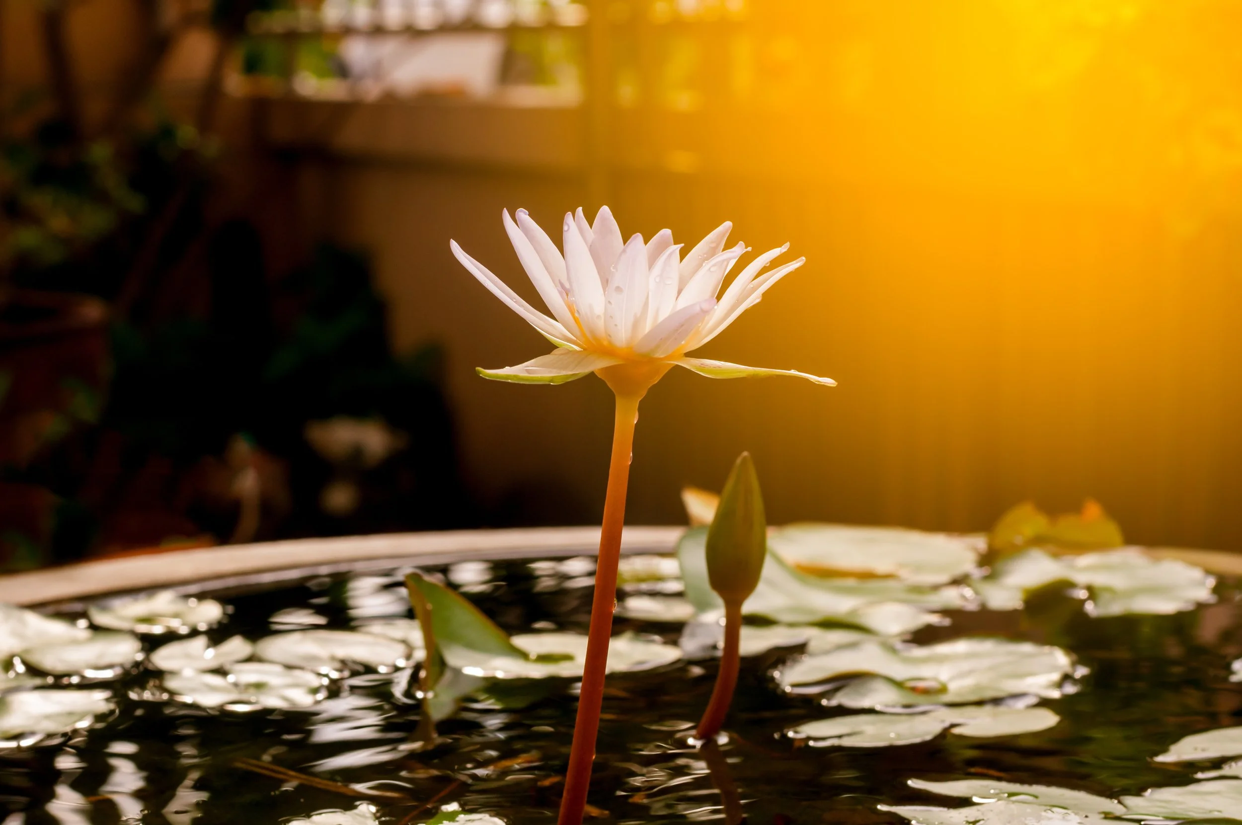 AdobeStock_131356445.jpeg