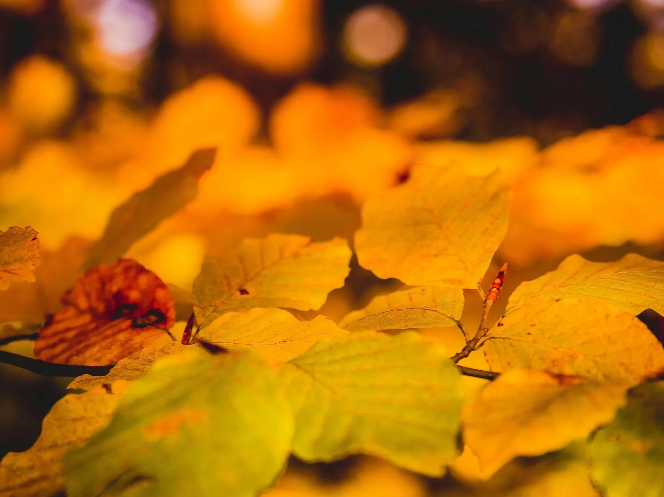 Late Autumn Soul Nourishment