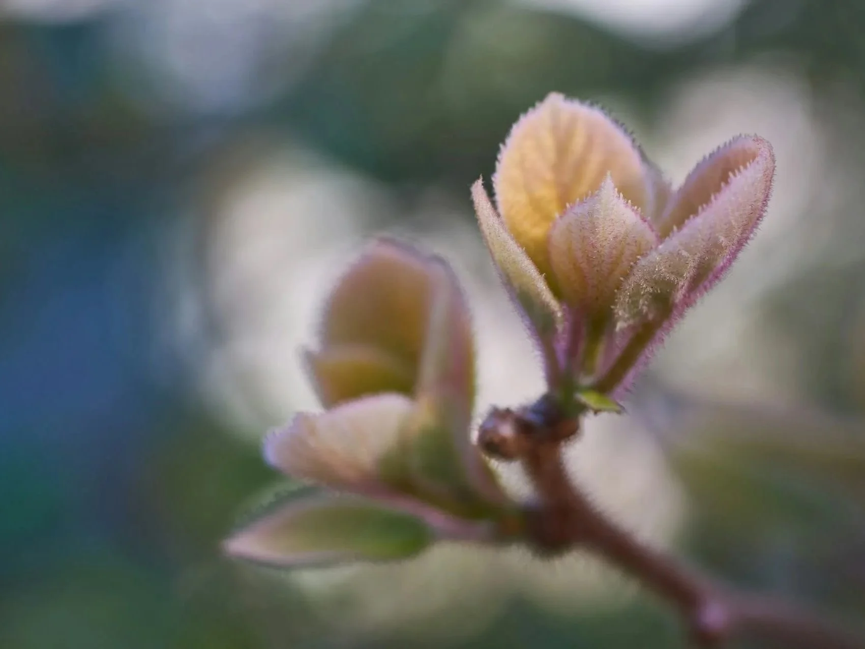 Early Spring Mini Retreat ~ Plant Heart Aligned Seeds