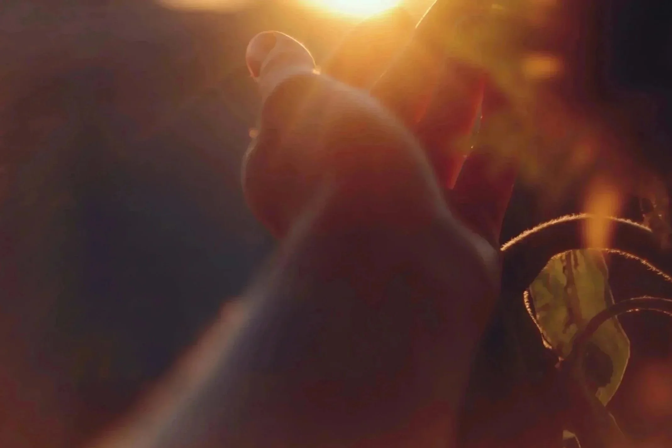 Hand and arm reaching into the light of the setting sun with sunflowers behind and the warm light rays emerging from the top of the image