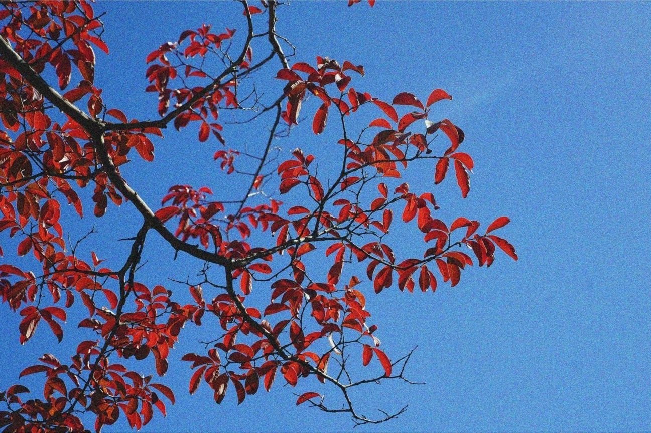 "Red & Blue"