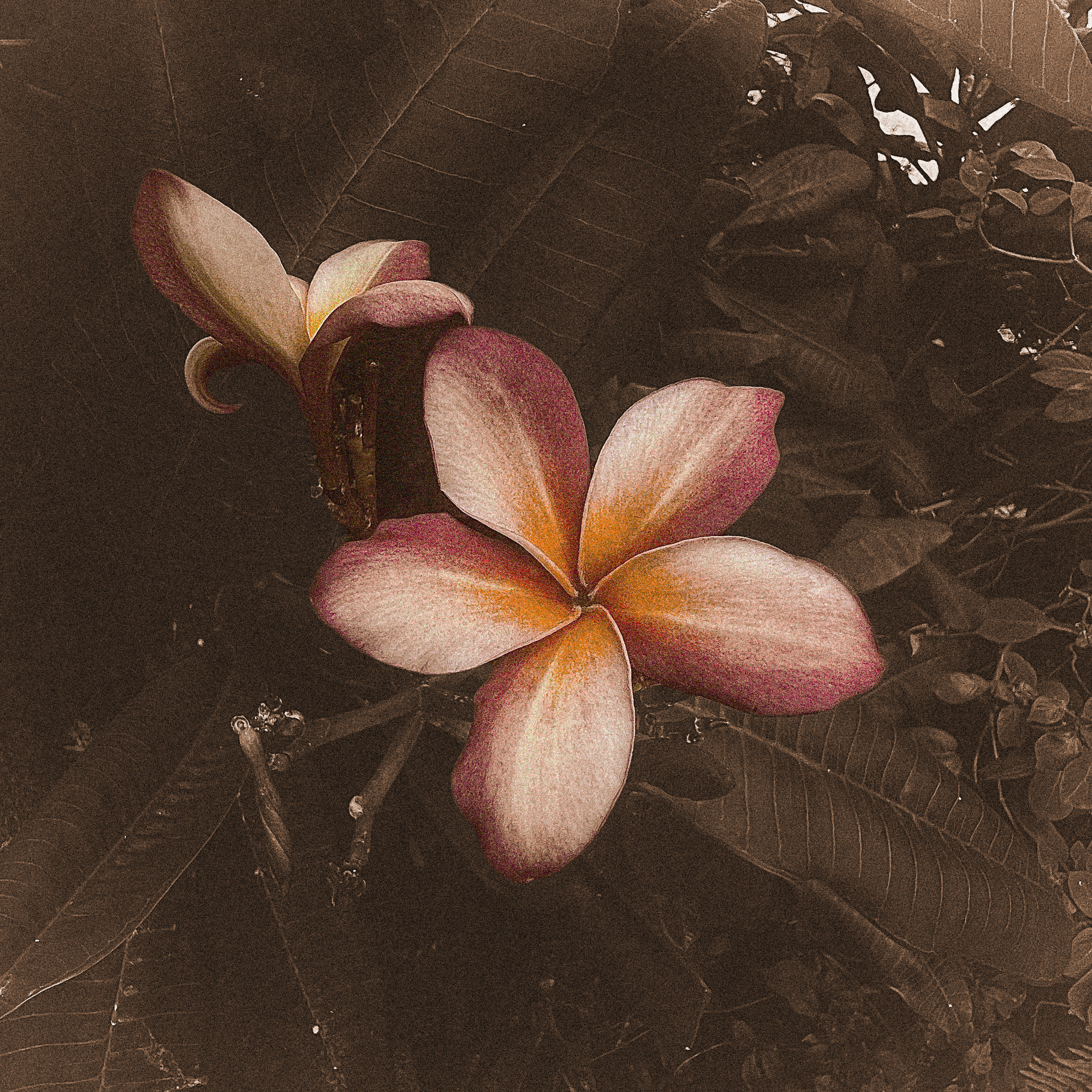"Chattanooga Flower"