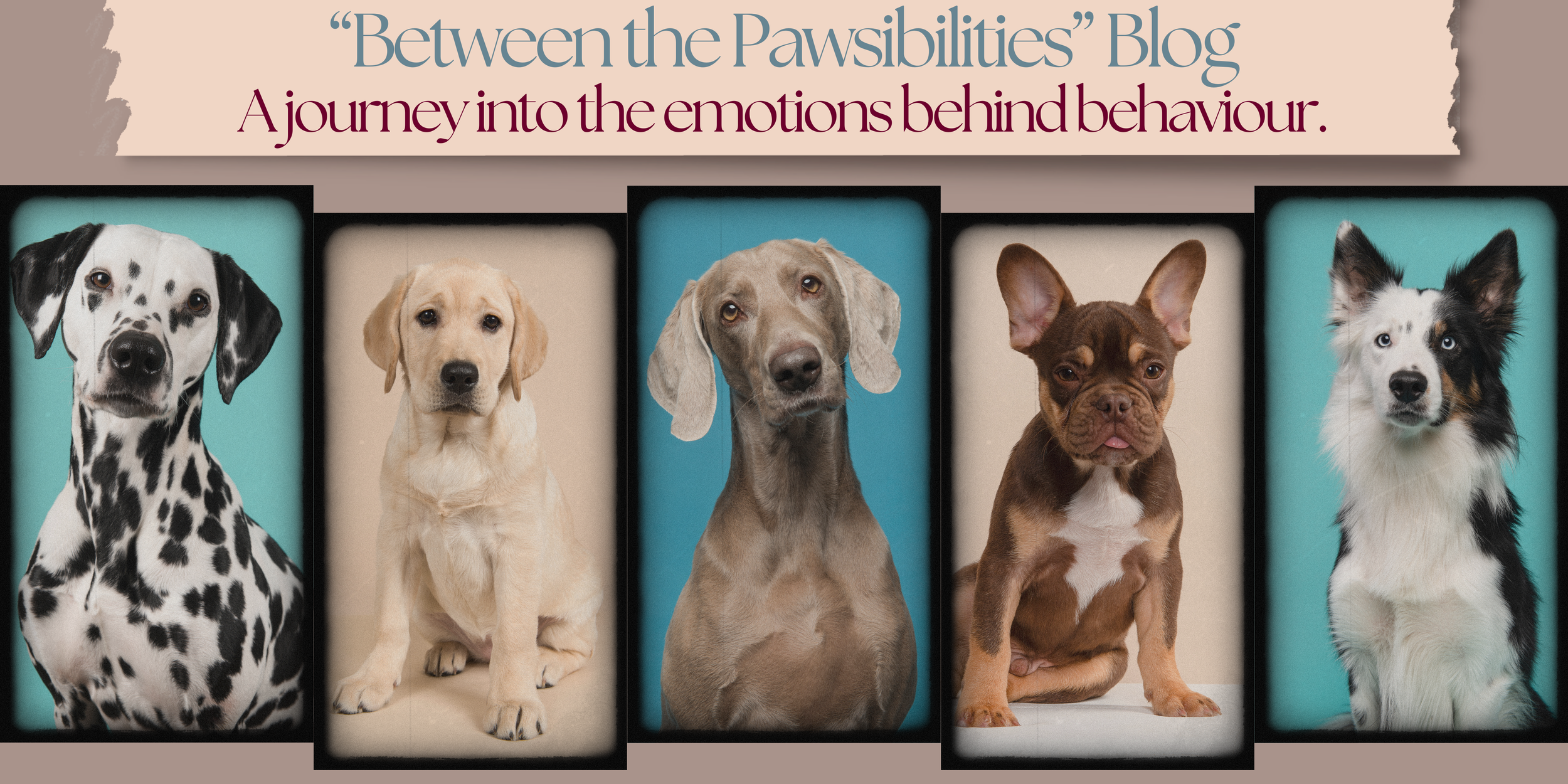 Trust Over Control: Why Your Dog’s Instincts Are the Key to a Stronger Bond